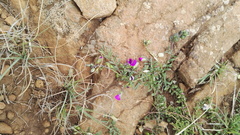 Polygala rehmannii