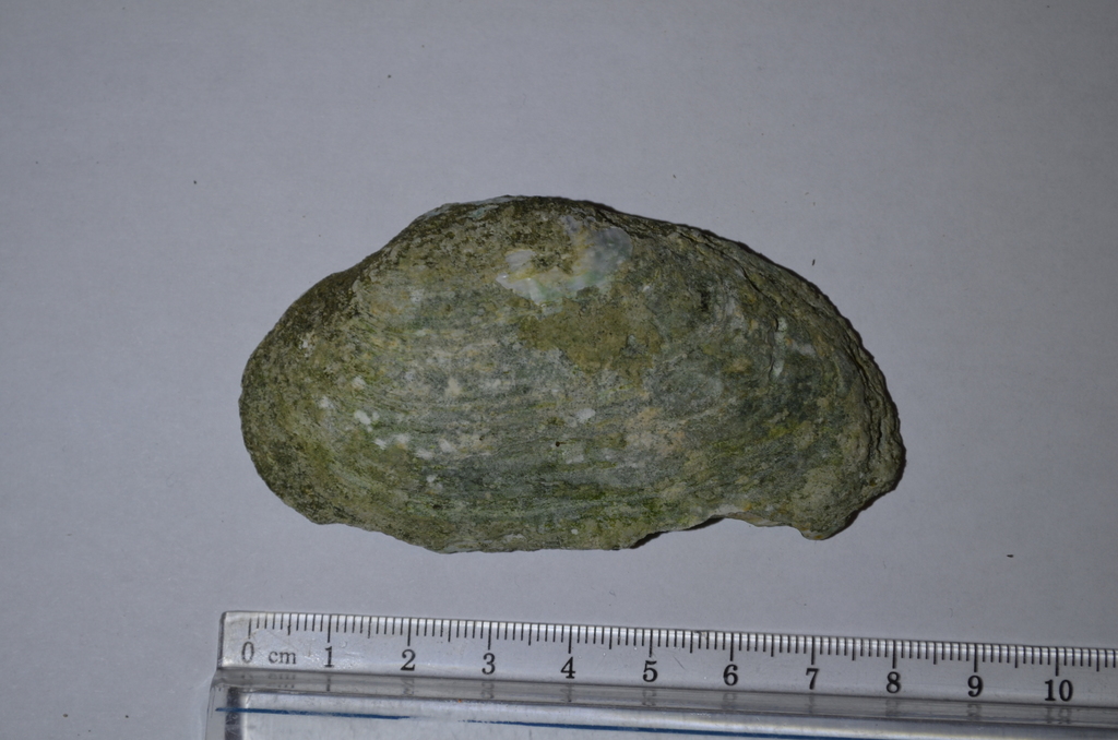 Kidneyshell