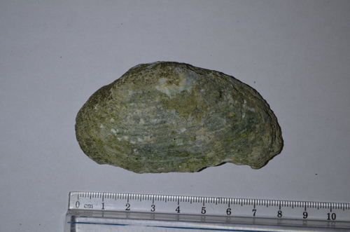 Kidneyshell