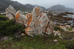 Roccellina hypomecha