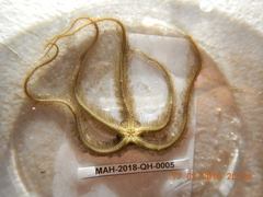 Ophiothrix oerstedii