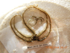 Ophiothrix oerstedii