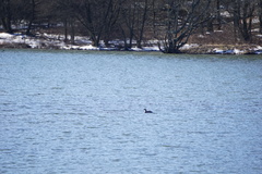 Podiceps auritus cornutus