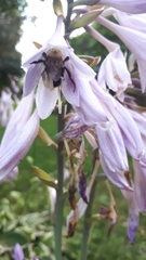 Anthophora bomboides