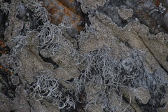 Roccellina hypomecha