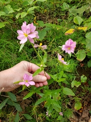 Sabatia capitata
