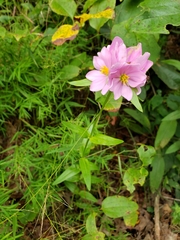 Sabatia capitata