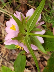 Sabatia capitata