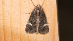 Melanchra