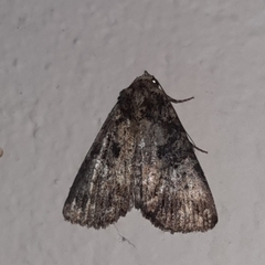 Condica samula