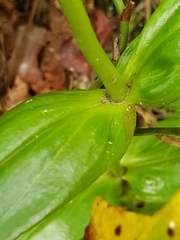 Sabatia capitata
