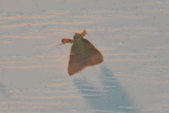 Basacallis tarachodes