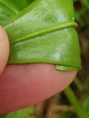 Sabatia capitata