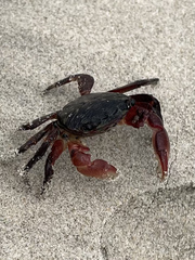 Pachygrapsus crassipes