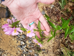 Sabatia capitata