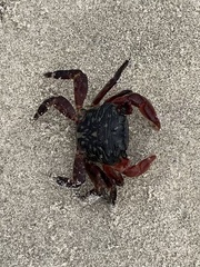 Pachygrapsus crassipes