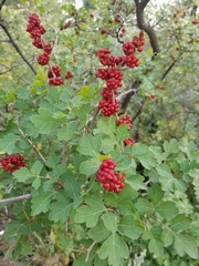 Rhus aromatica aromatica