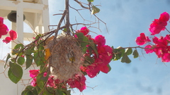 Auriparus flaviceps