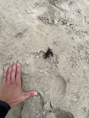 Pachygrapsus crassipes