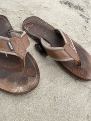 Pachygrapsus crassipes