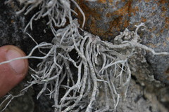 Roccellina hypomecha