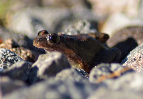 Leptodactylus melanonotus