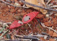 Probergrothius nigricornis