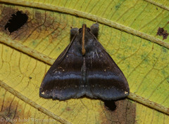 Rejectaria lysandria