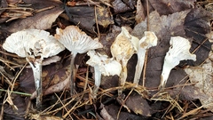 Trichoderma avellaneum