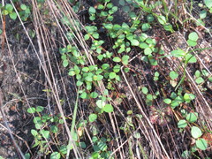 Gonocarpus micranthus