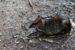 Java Mouse-Deer photo 5