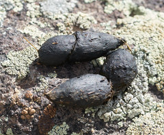 Marmota flaviventris