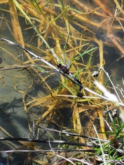 Erythrodiplax abjecta