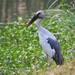 Asian Openbill - Photo (c) J. Maughn, some rights reserved (CC BY-NC), uploaded by J. Maughn