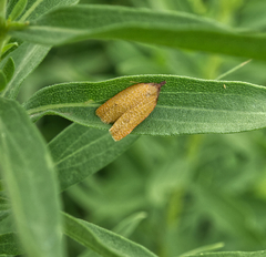 Sparganothis distincta