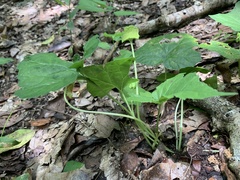 Dorstenia contrajerva
