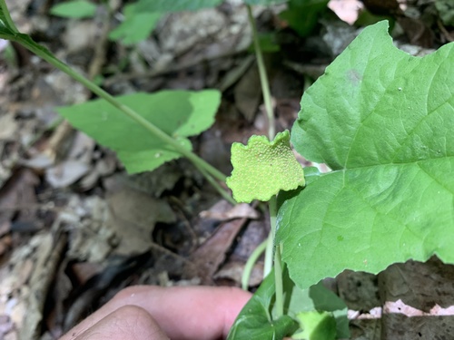 Dorstenia contrajerva iNat (2)