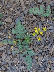 Lomatium martindalei