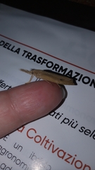 Chilo phragmitella