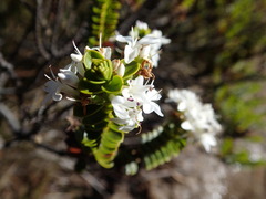 Veronica masoniae
