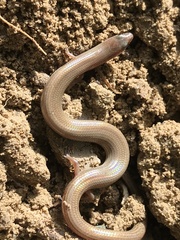 Lygosoma siamense