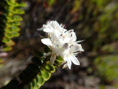 Veronica masoniae