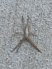 Tibellus chamberlini