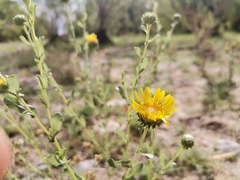 Grindelia oxylepis