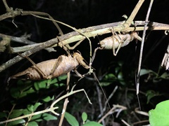 Nesoecia