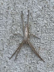 Tibellus chamberlini