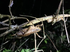 Nesoecia