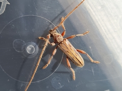 Eburida sublineata