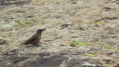 Geocolaptes olivaceus