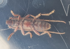 Eburida sublineata